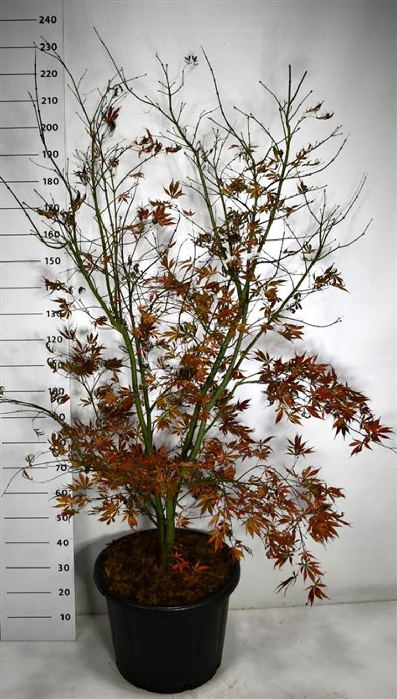 Acer pal. 'Summer Sunset' - C65 125-150 CM